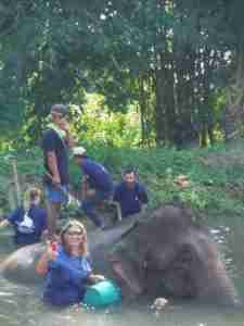 Brushing the elephant