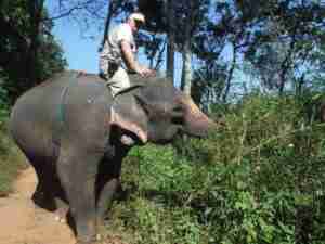Elephants have a mind of their own!