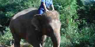 Fun with the Elephant!