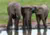 Review: The Chrislin African Lodge and Crisscross Tours RoverTreks — Addo National Elephant Park-Elephants Watering