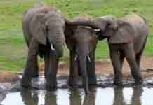 RoverTreks — Addo National Elephant Park-Elephants Watering