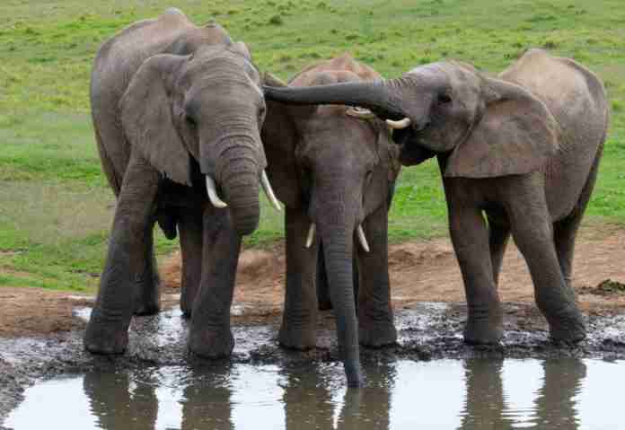 RoverTreks — Addo National Elephant Park-Elephants Watering