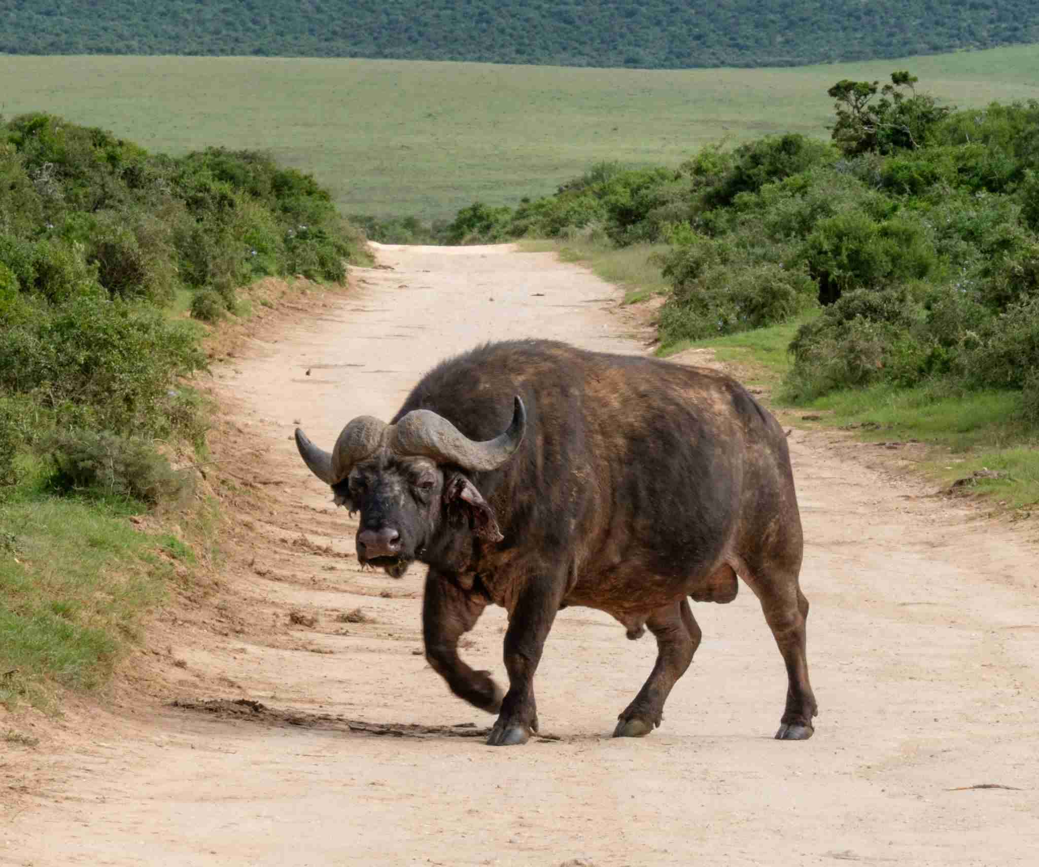 RoverTreks — Addo National Elephant Park-Water Buffalo
