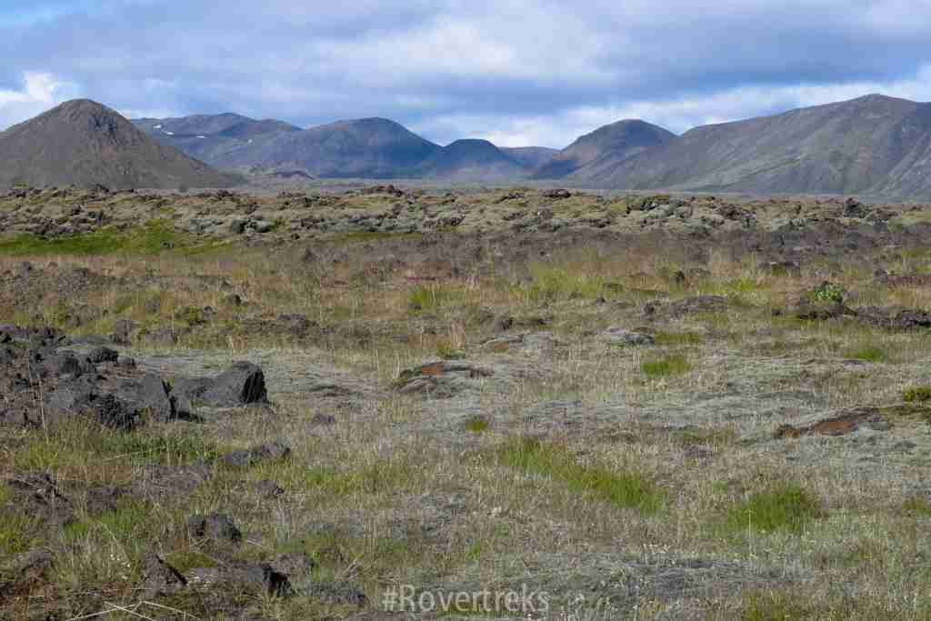 Summer lava field in Iceland, black rock streaked with green and yellow moss