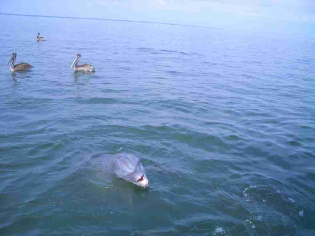 Dolphin and Pelican's in the St. Catherines Sound
